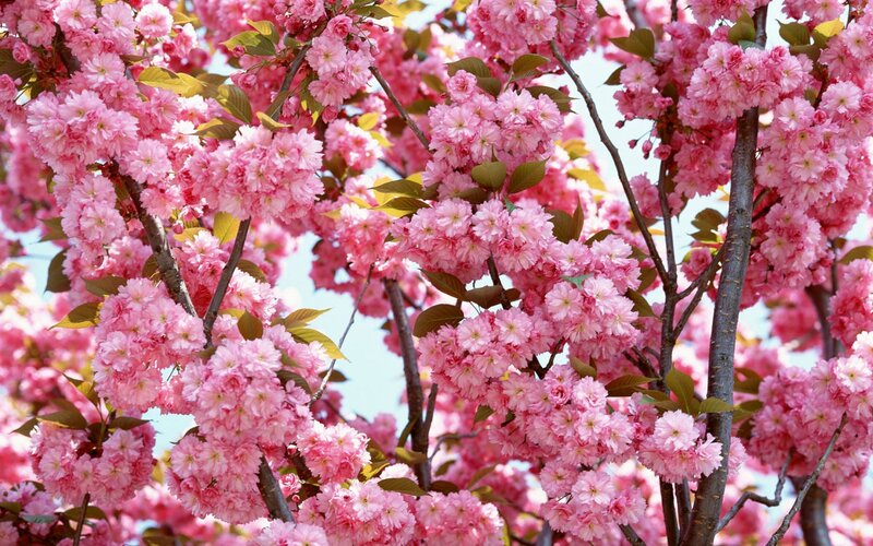 Pink Cherry Blossoms — Branches, Green