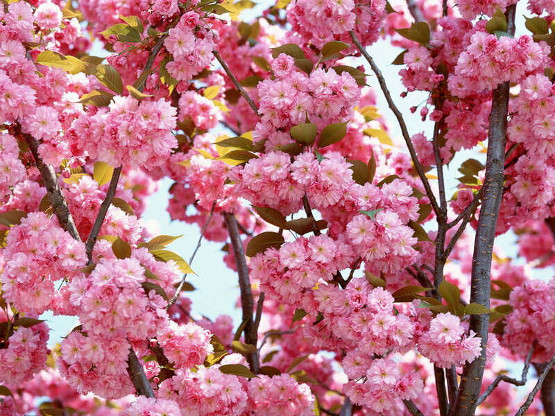 Pink Cherry Blossoms — Branches, Leaves