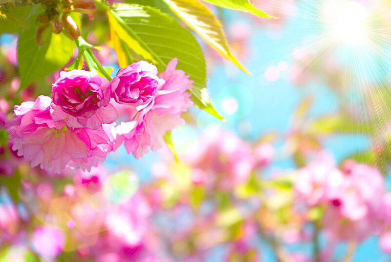 Pink Cherry Blossoms — Bright, Spring, Photograph