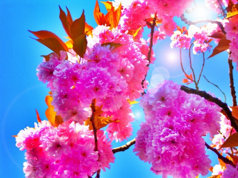 Pink Cherry Blossoms — Bright, Spring