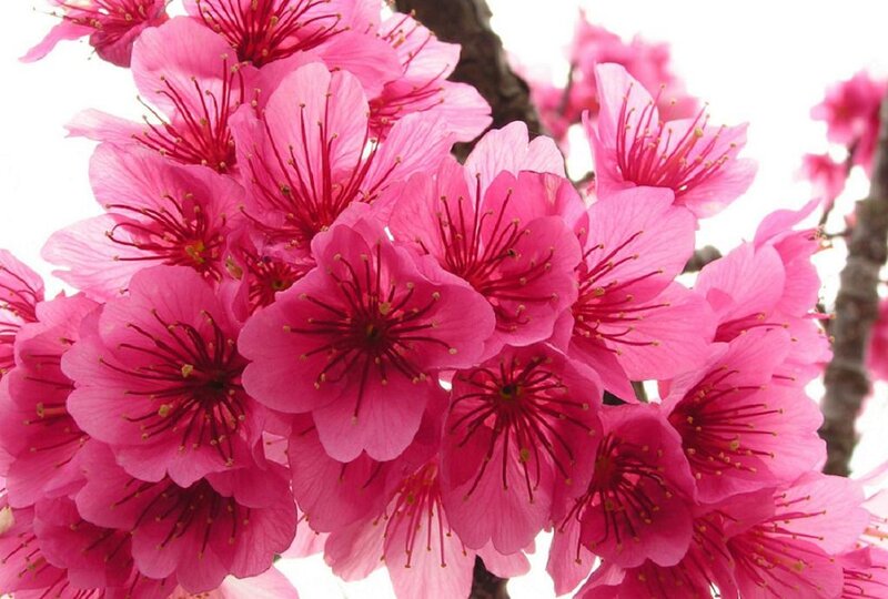 Pink Cherry Blossoms — Bright