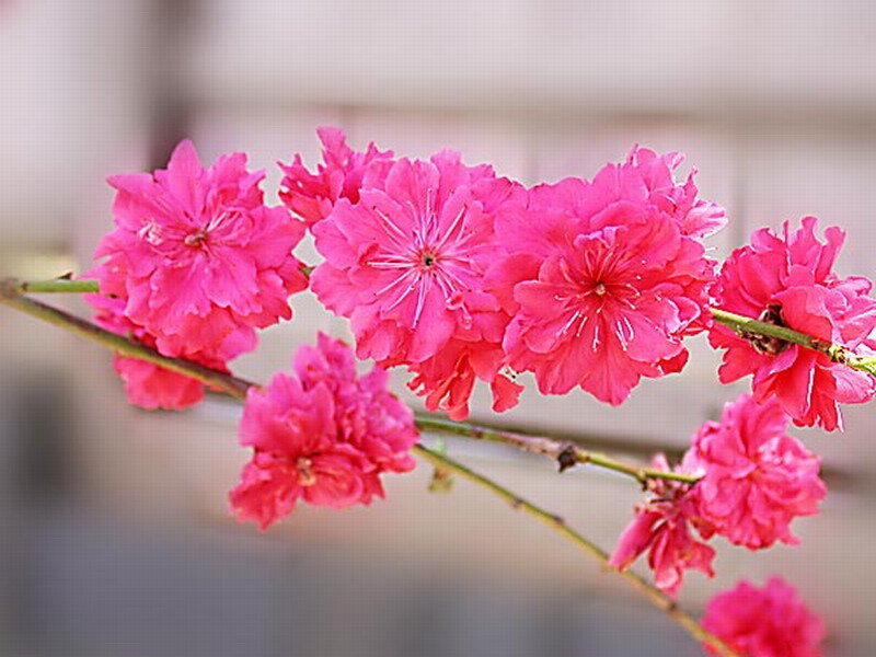 Pink Cherry Blossoms — Calm, Spring, Photograph, Branch