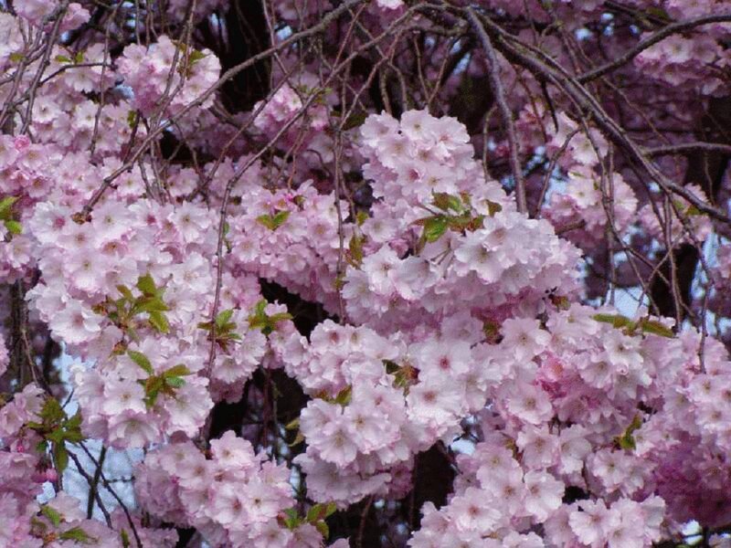 Pink Cherry Blossoms — Calm, Spring, Photograph, Branches