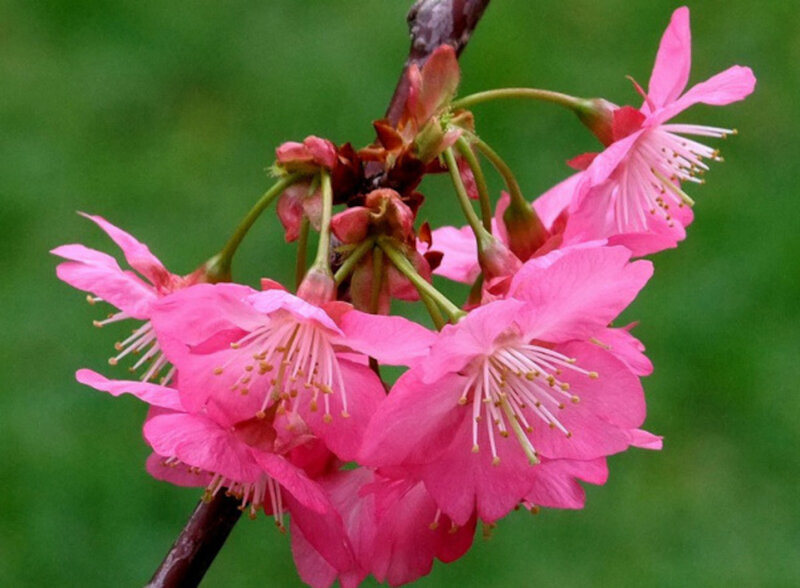 Pink Cherry Blossoms — Calm, Spring, Photograph, Flower