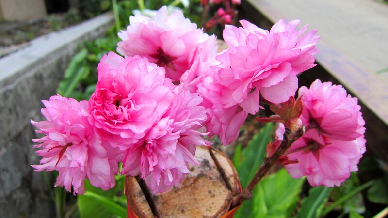 Pink Cherry Blossoms — Calm, Spring, Photograph, Flowers, Branch