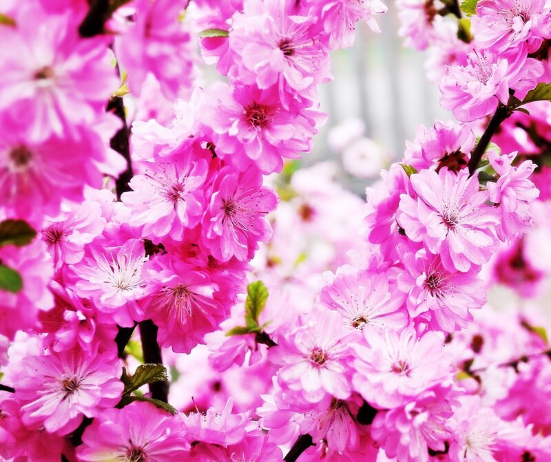 Pink Cherry Blossoms — Calm, Spring, Photograph, Flowers, Branches