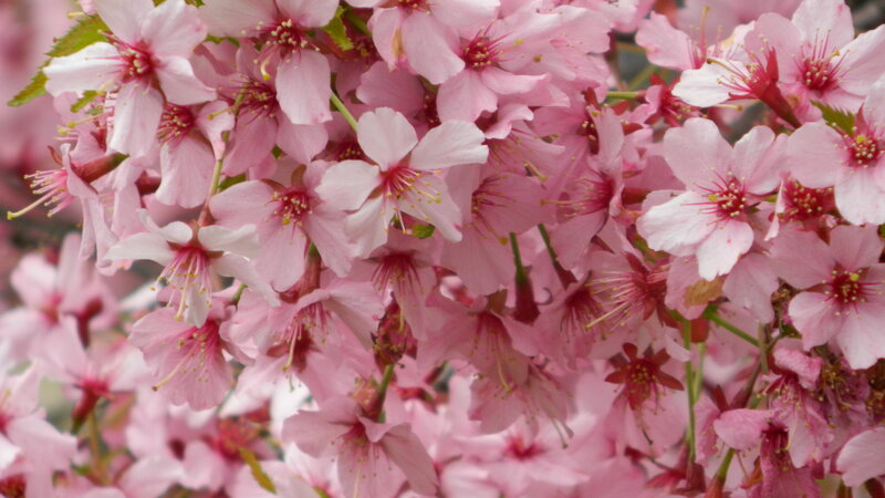 Pink Cherry Blossoms — Calm, Spring, Photograph, Flowers, Buds