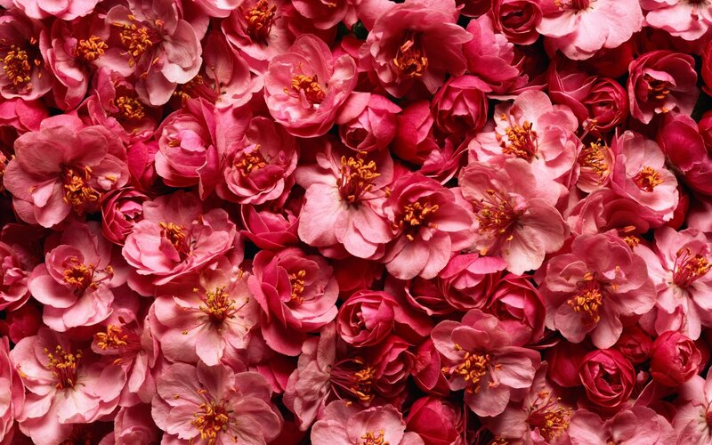 Pink Cherry Blossoms — Calm, Spring, Photograph, Flowers, Petals, Stamen