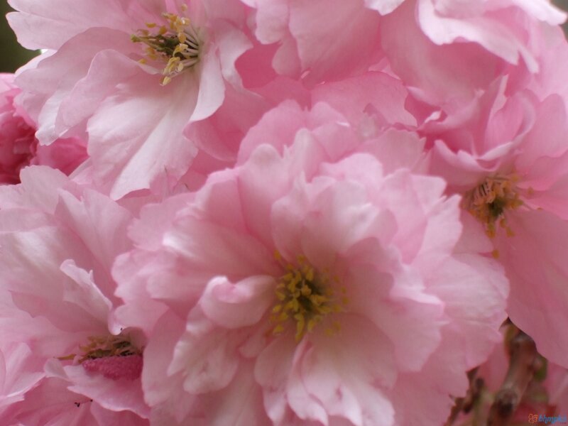 Pink Cherry Blossoms — Calm, Spring, Photograph, Flowers, Stamen