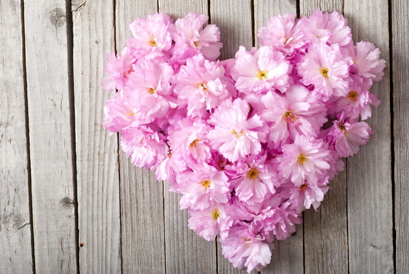 Pink Cherry Blossoms — Calm, Spring, Photograph, Wooden Surface