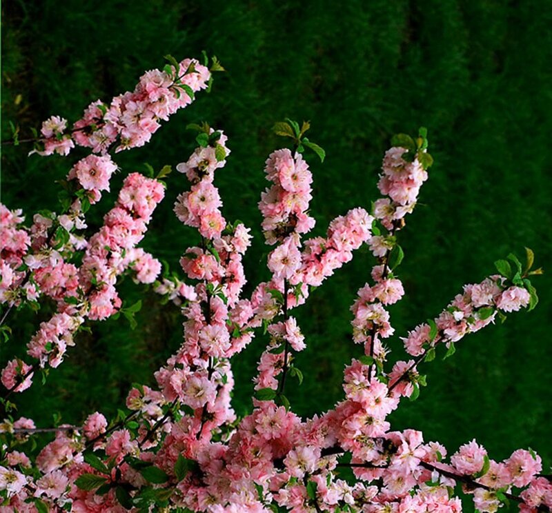 Pink Cherry Blossoms — Calm, Spring