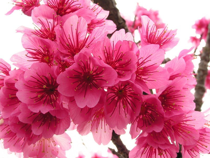 Pink Cherry Blossoms — Calm