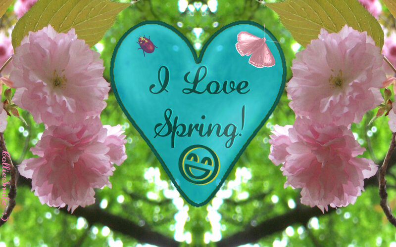 Pink Cherry Blossoms — Cheerful