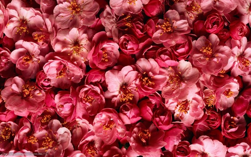 Pink cherry blossoms close-up