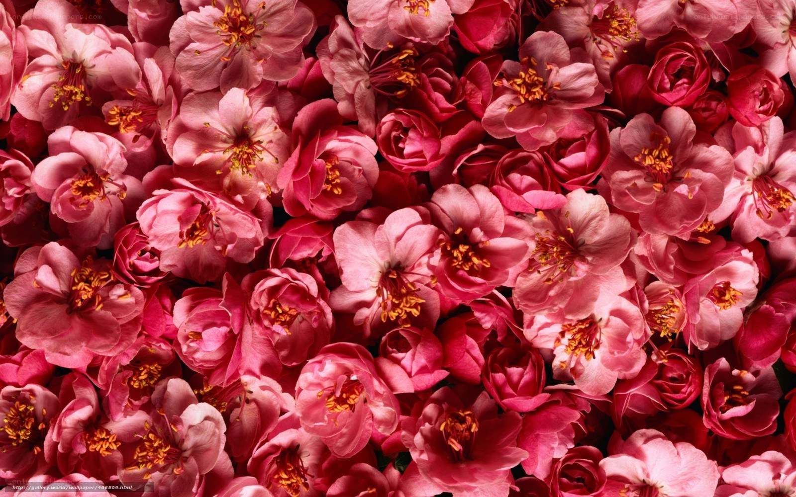 Pink cherry blossoms close-up