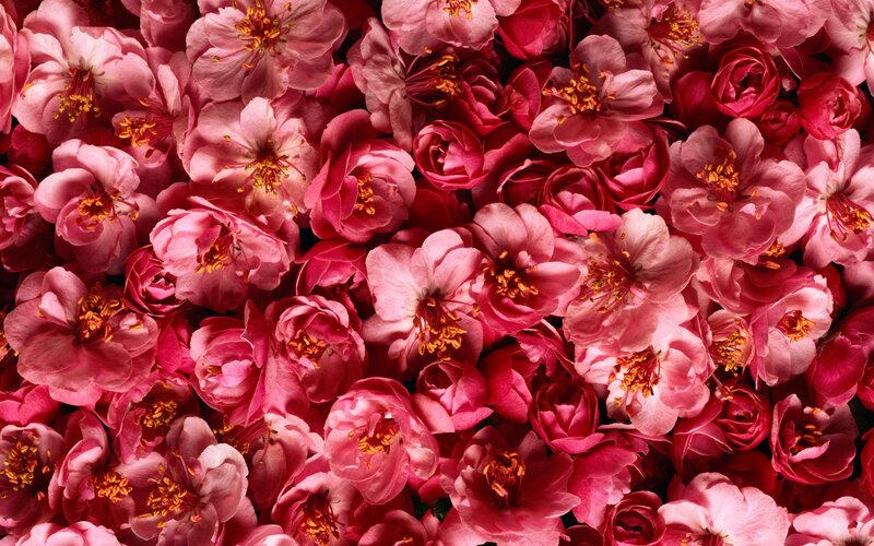 Pink cherry blossoms close-up