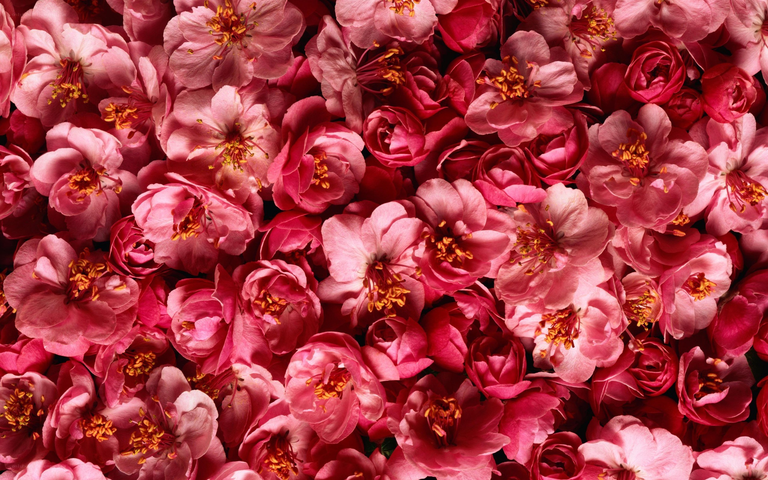 Pink cherry blossoms close-up