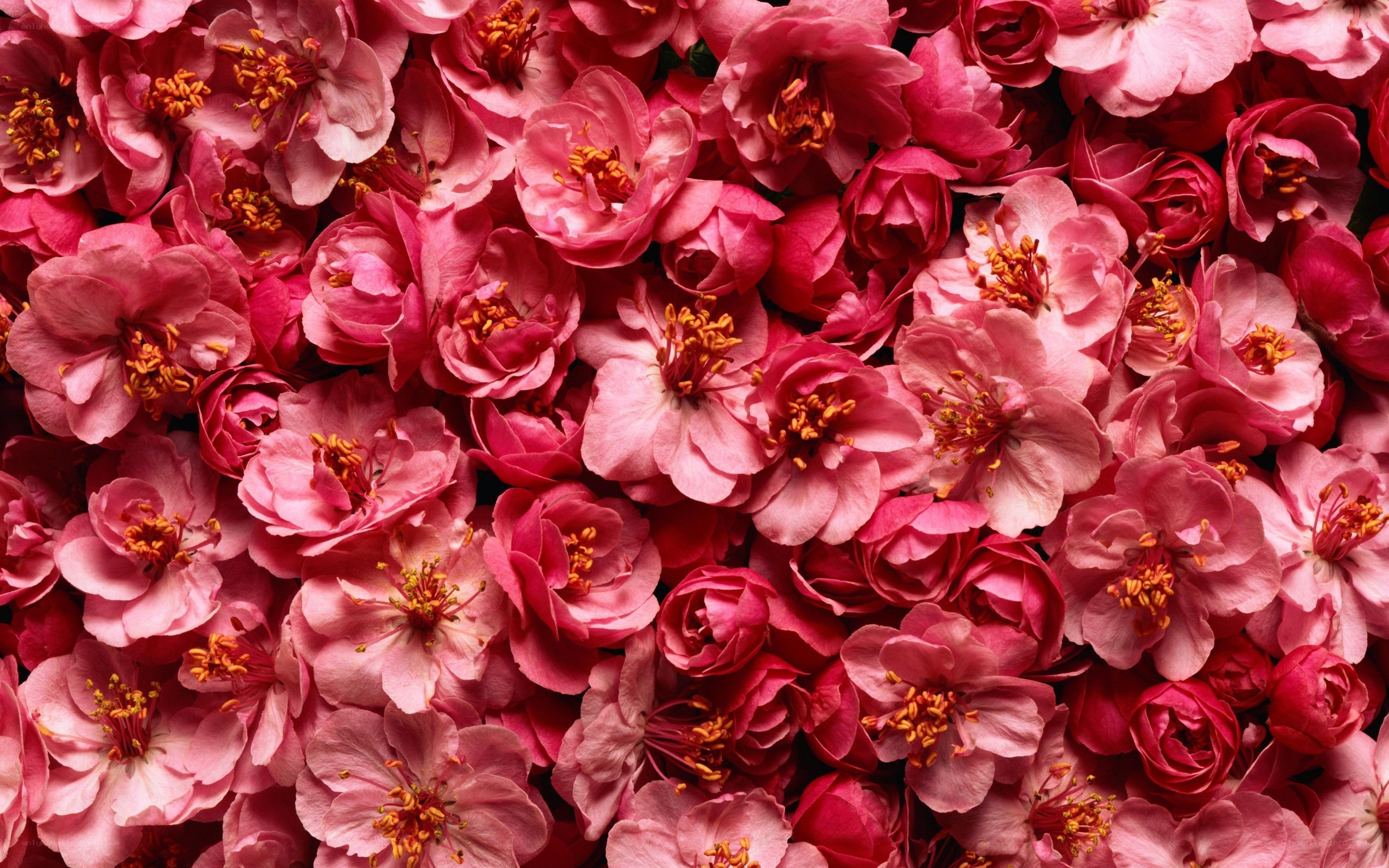 Pink cherry blossoms close-up
