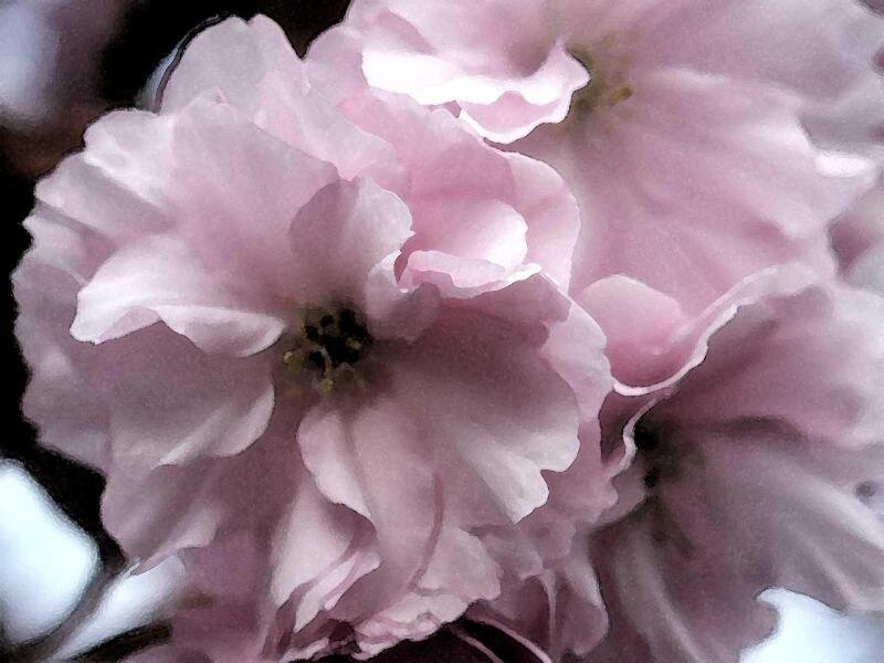 pink cherry blossoms close-up