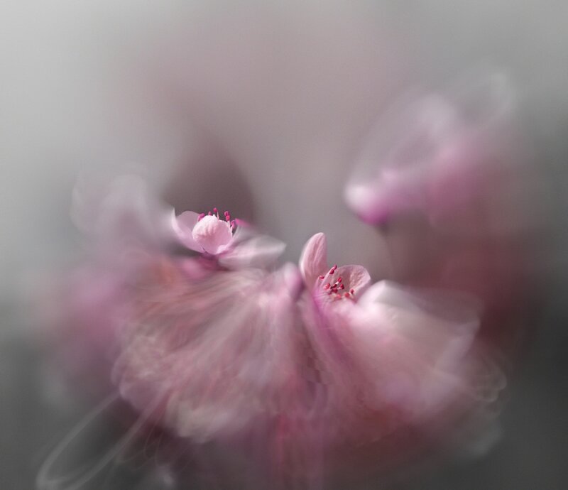 Pink Cherry Blossoms — Dreamy, Spring, Photograph