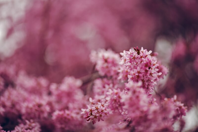 Pink Cherry Blossoms — Flowers, White