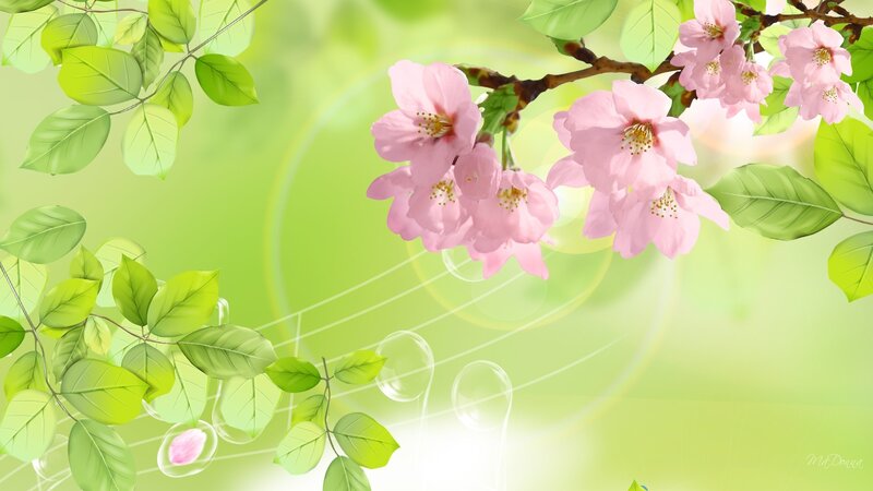 Pink Cherry Blossoms — Green