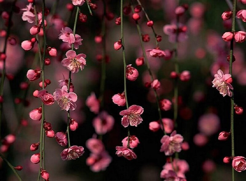 Pink cherry blossoms hanging