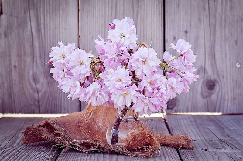 Pink cherry blossoms in a vase