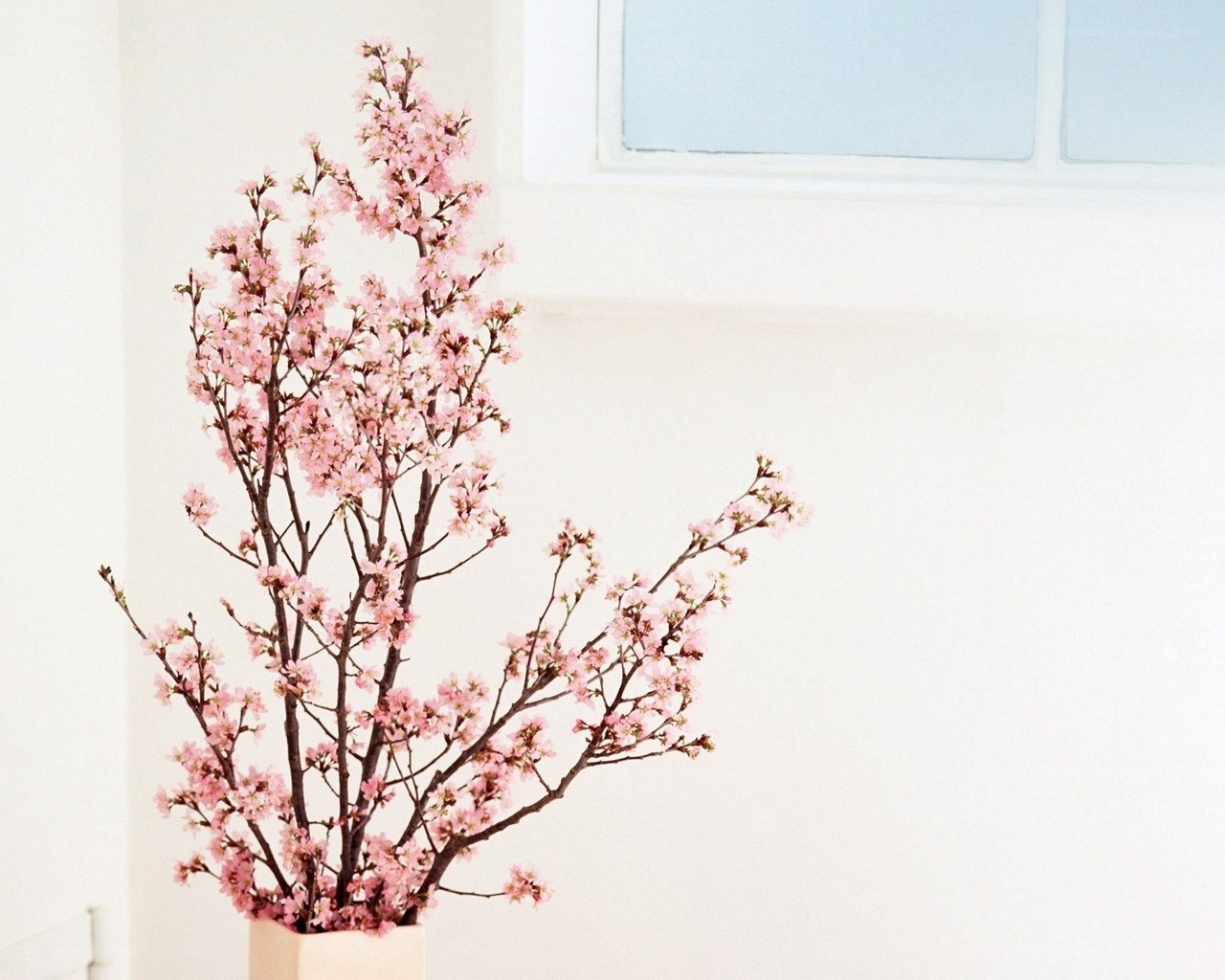 Pink cherry blossoms in a vase