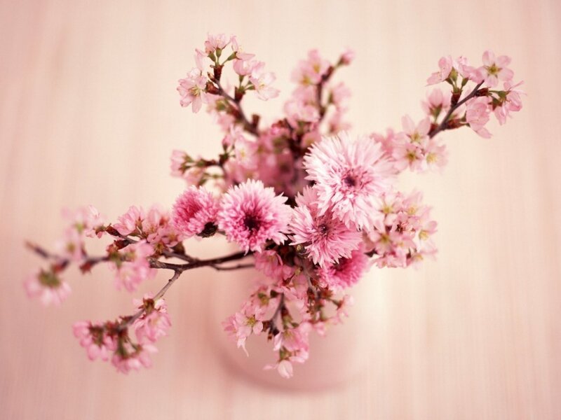 Pink cherry blossoms in a vase