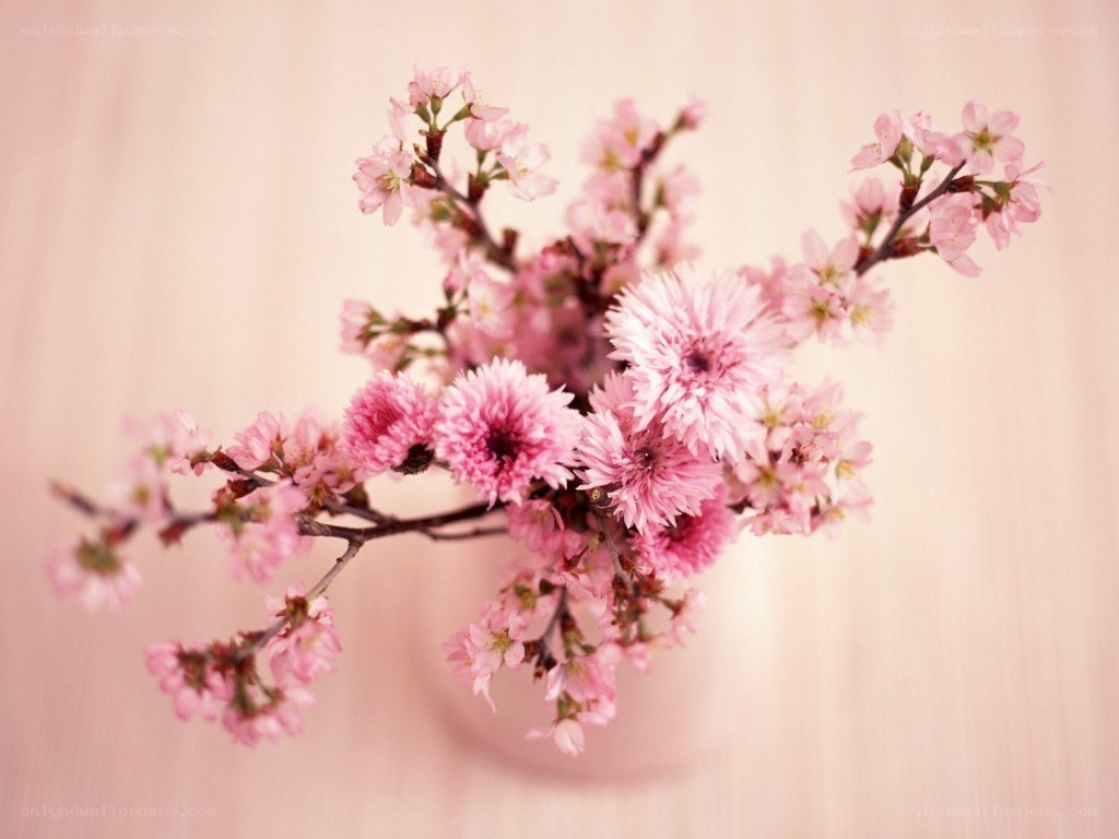 Pink cherry blossoms in a vase