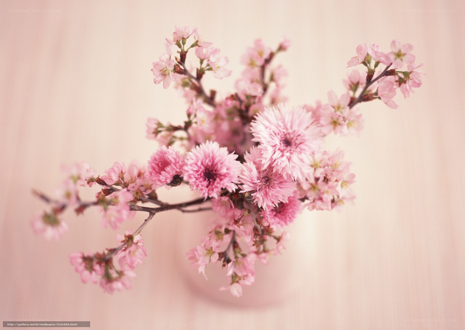 Pink cherry blossoms in a vase