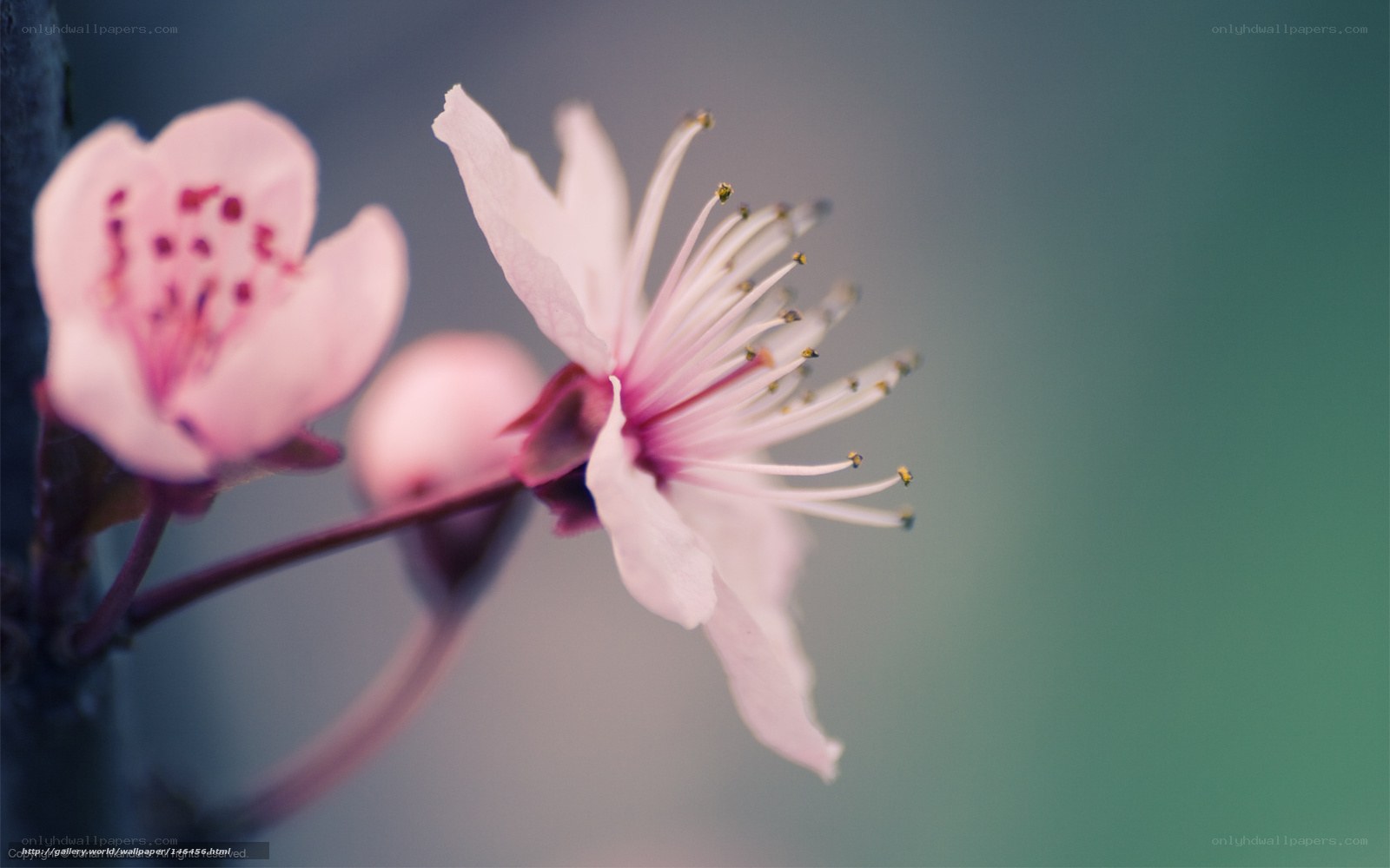 Pink cherry blossoms in bloom