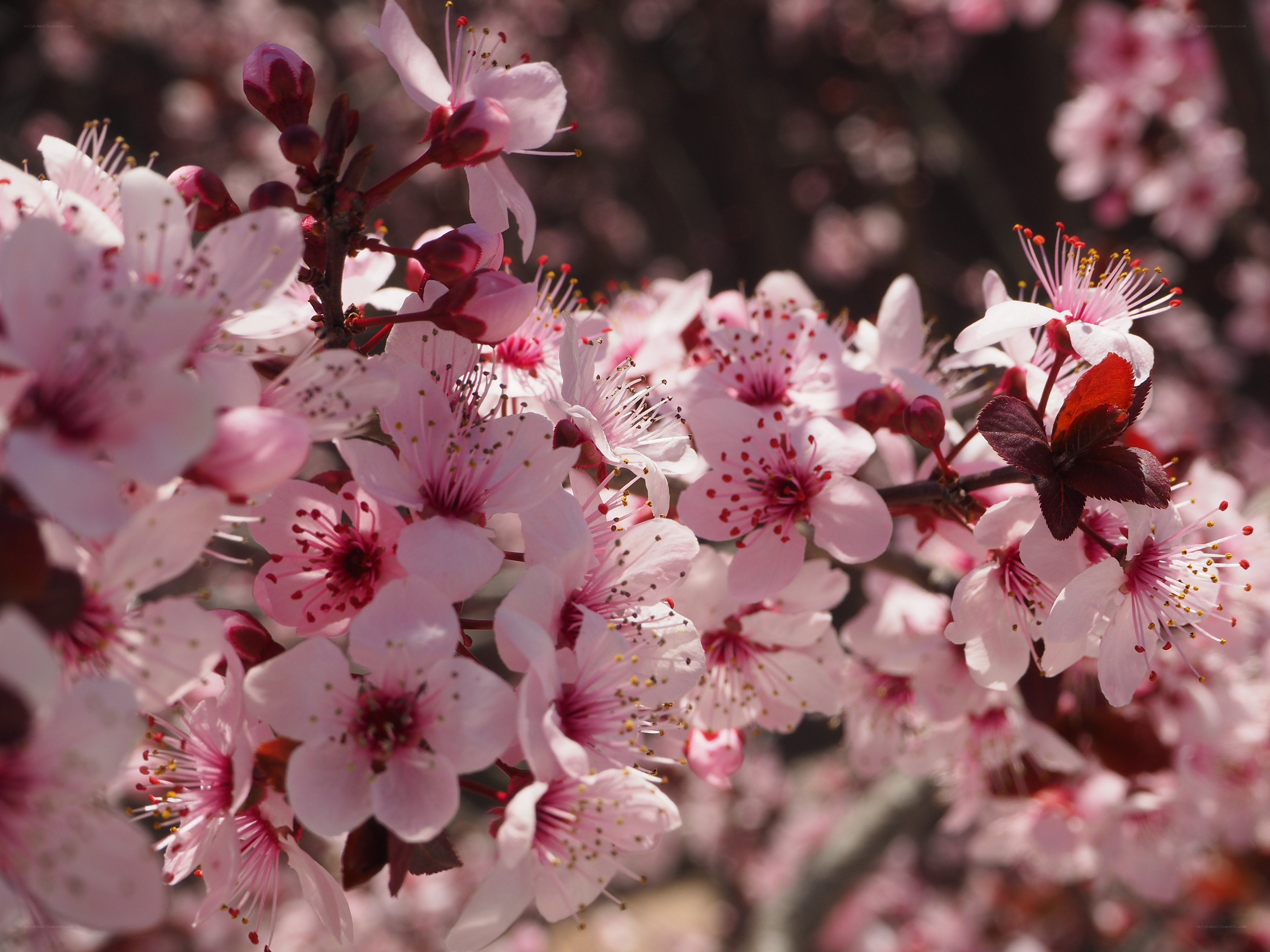 Pink cherry blossoms in bloom