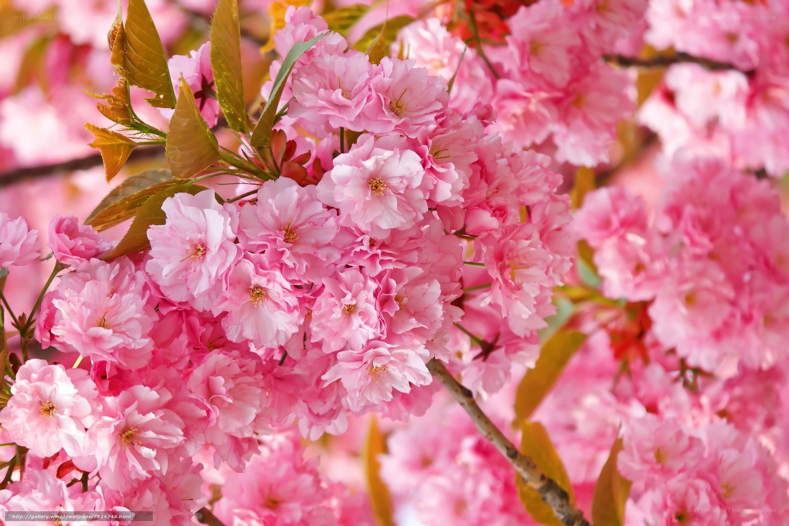 Pink cherry blossoms in bloom