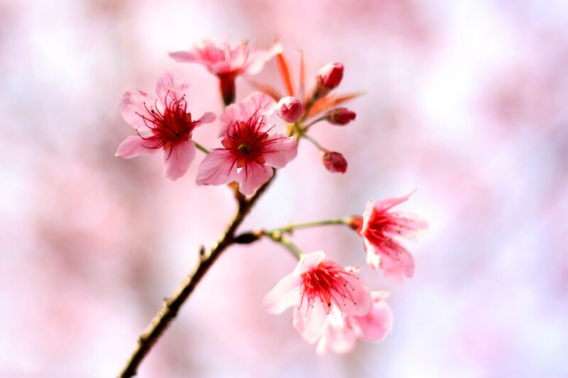 Pink cherry blossoms in bloom