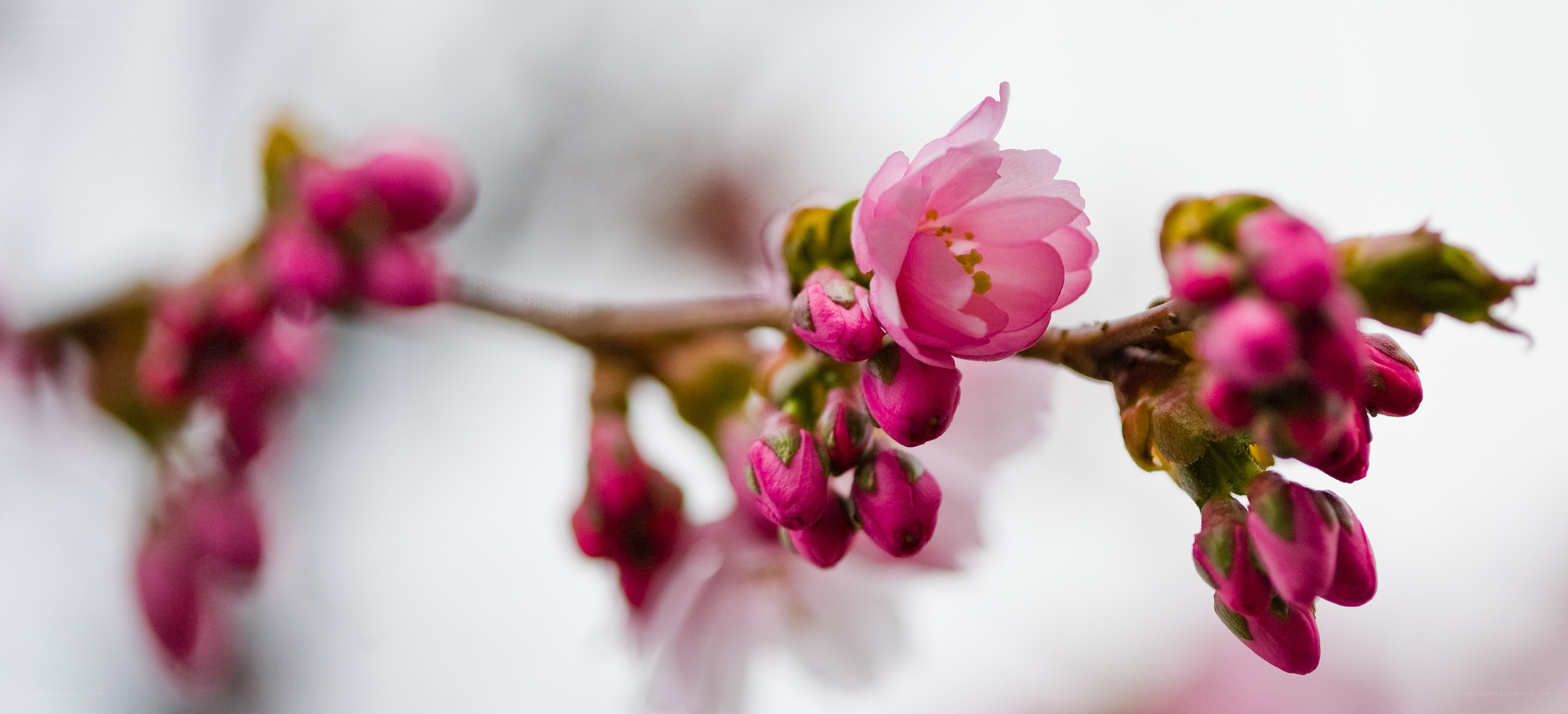 Pink cherry blossoms in bloom