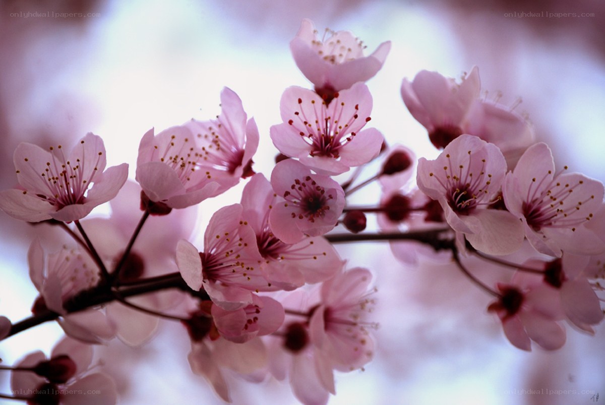 Pink cherry blossoms in bloom