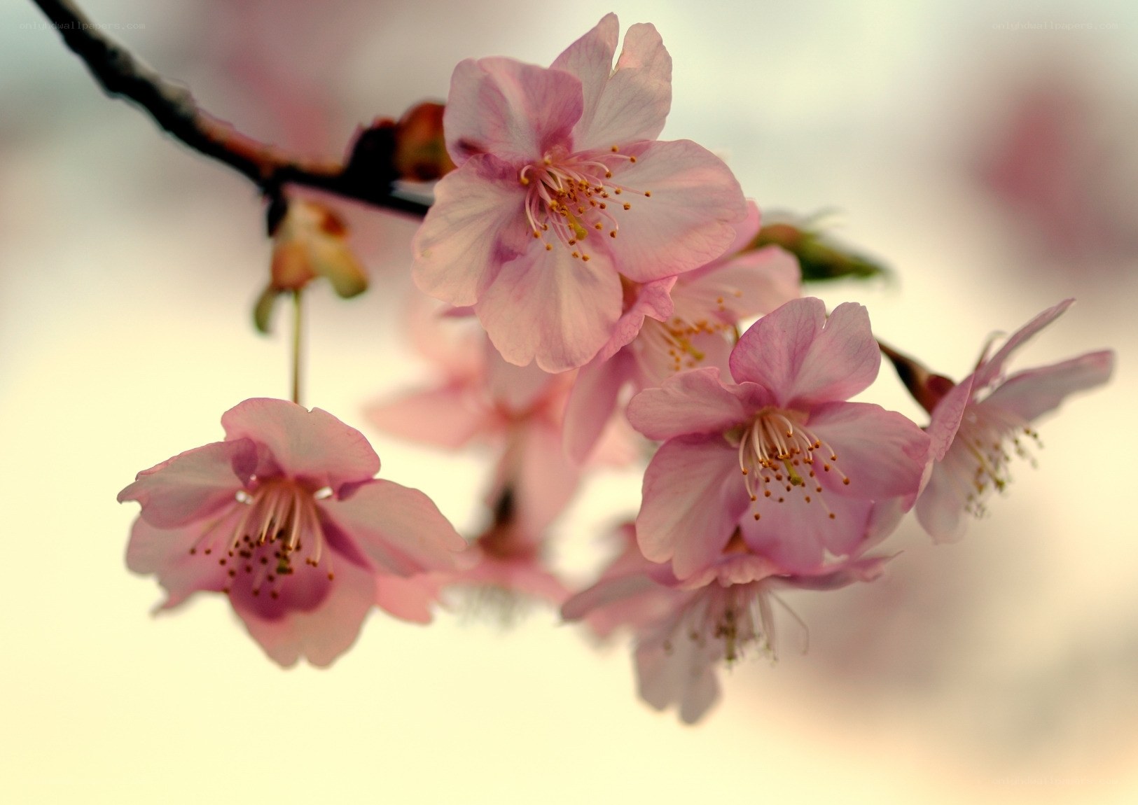 Pink cherry blossoms in bloom