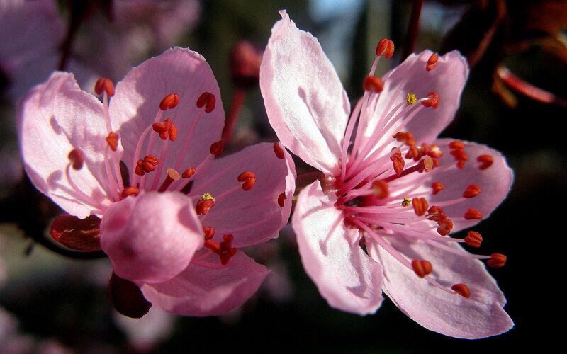 Pink cherry blossoms in bloom