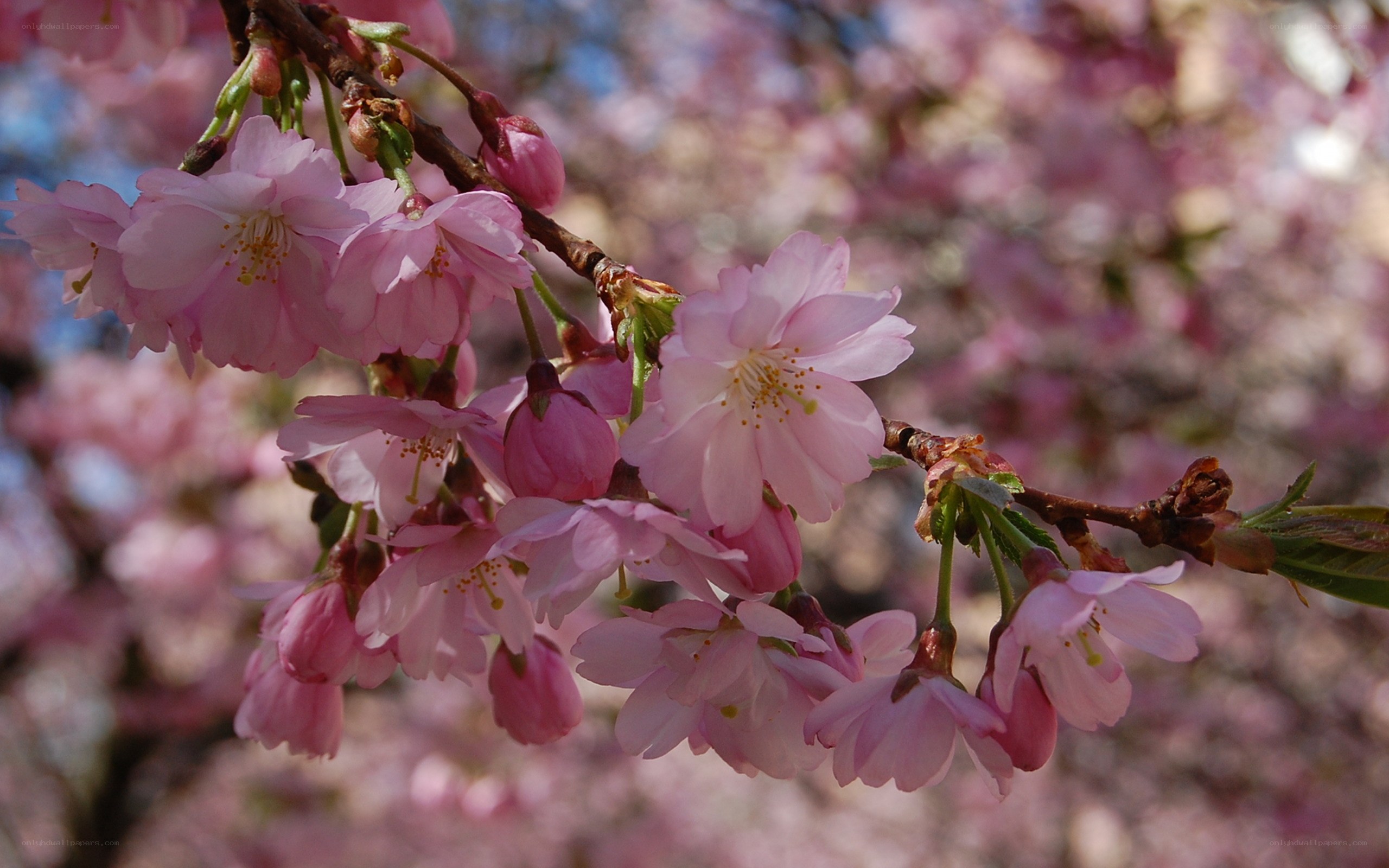 Pink cherry blossoms in bloom