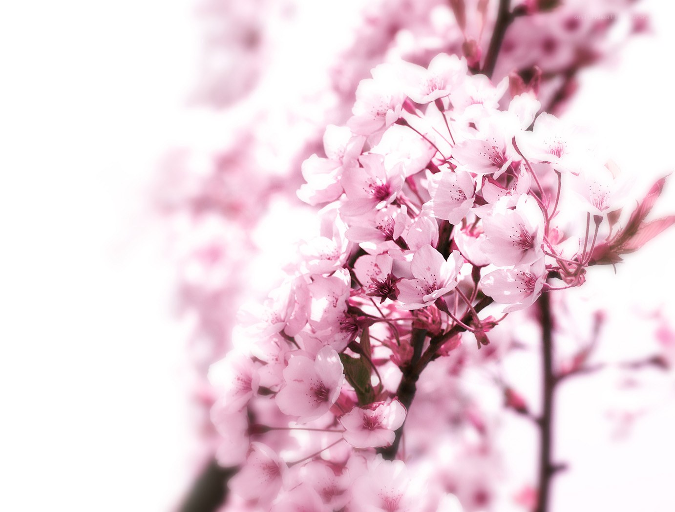 Pink cherry blossoms in bloom
