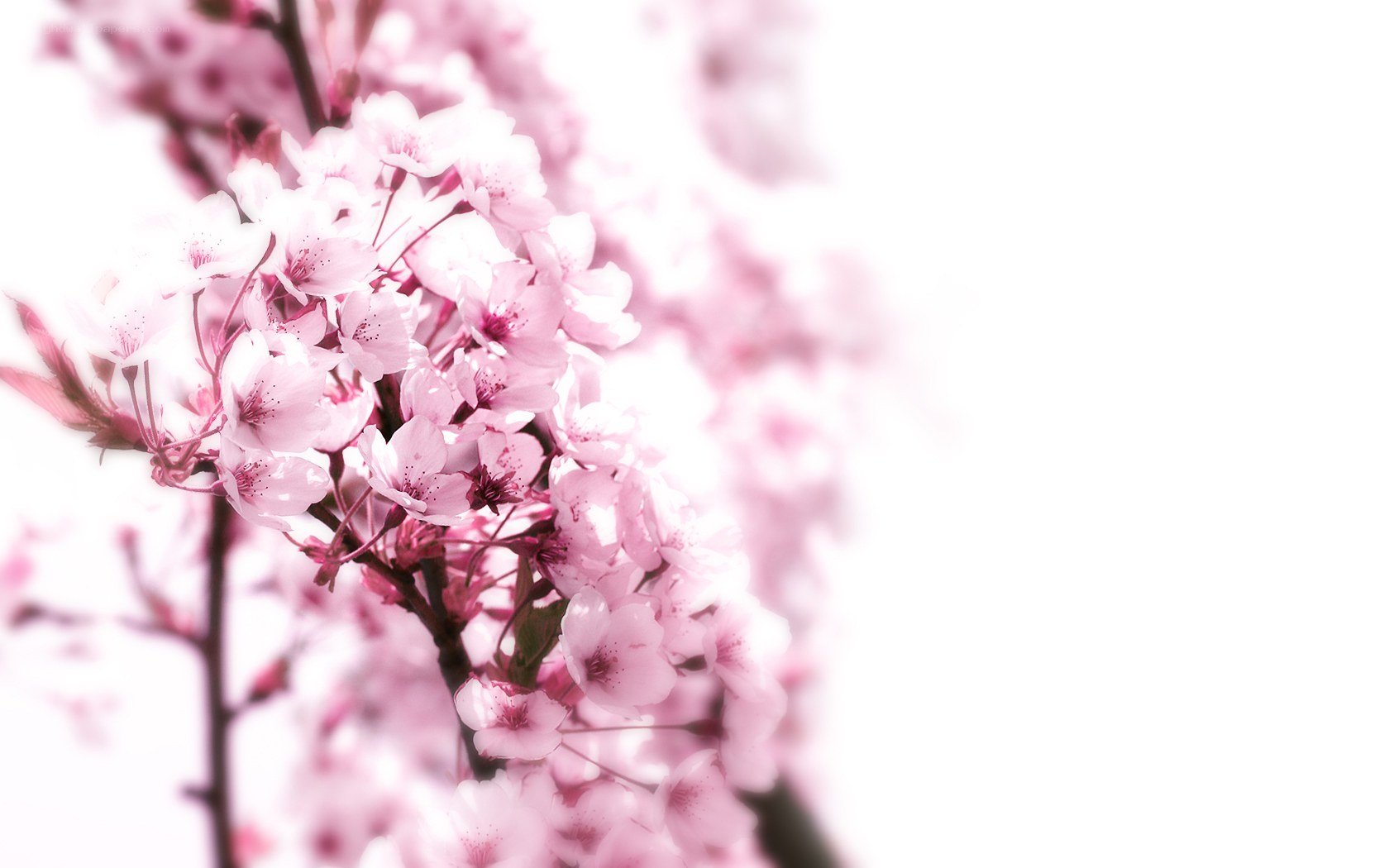 Pink cherry blossoms in bloom