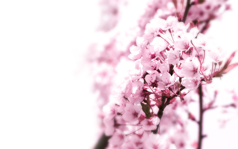 Pink cherry blossoms in bloom