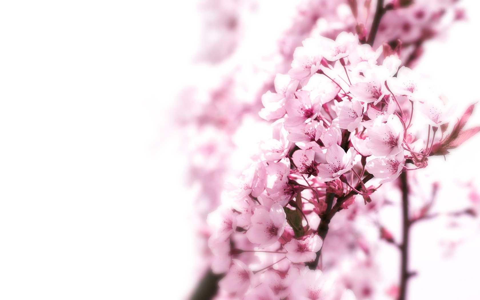 Pink cherry blossoms in bloom
