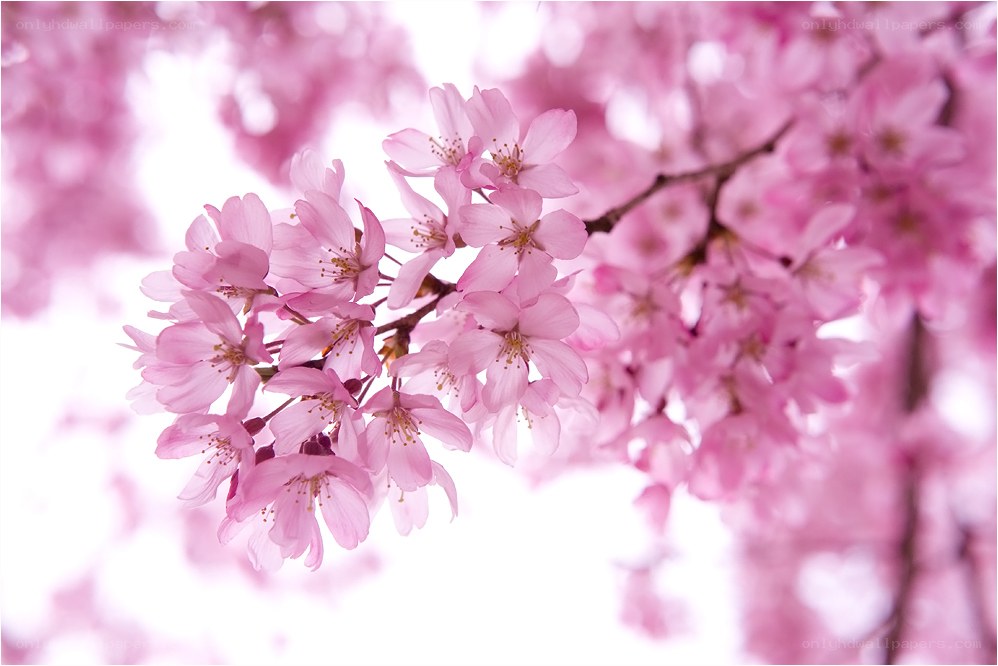 Pink cherry blossoms in bloom
