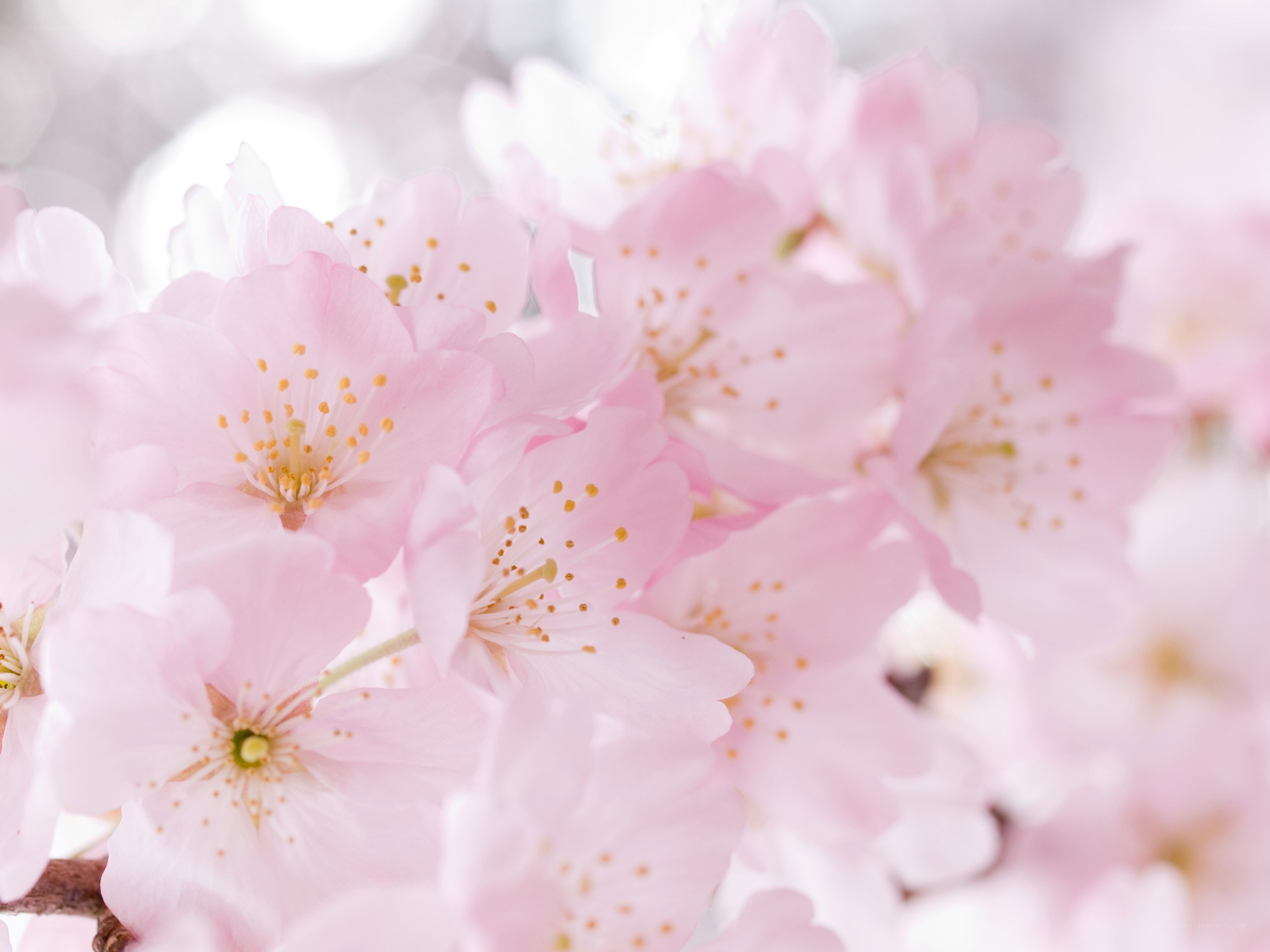 Pink cherry blossoms in bloom