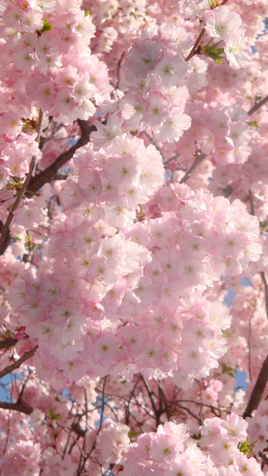 Pink cherry blossoms in bloom