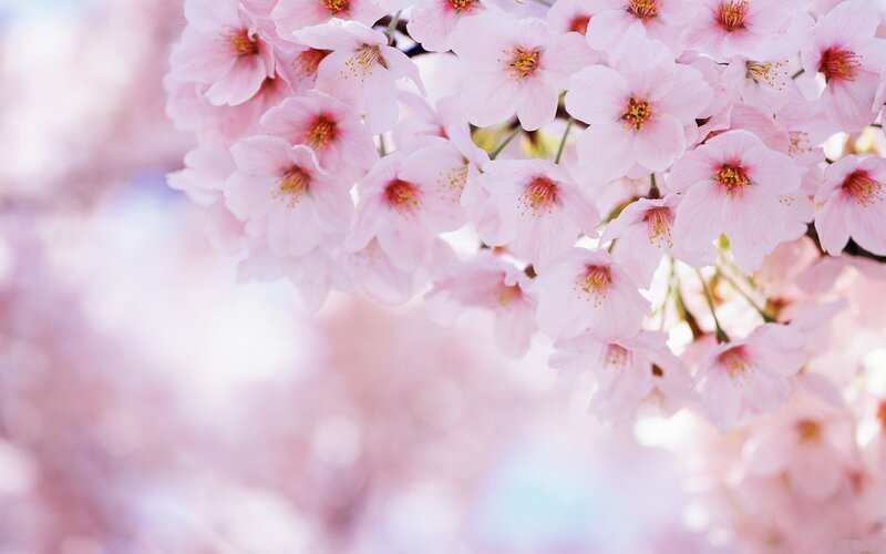 Pink cherry blossoms in bloom