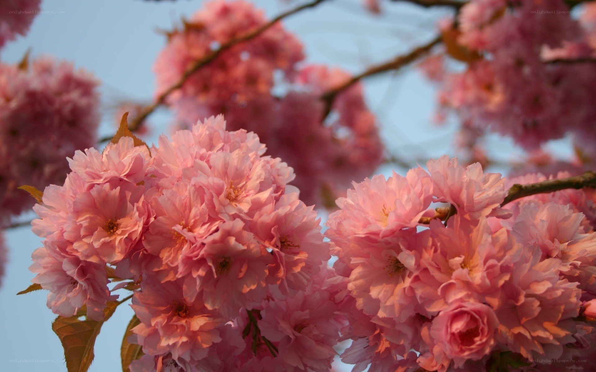 Pink cherry blossoms in bloom